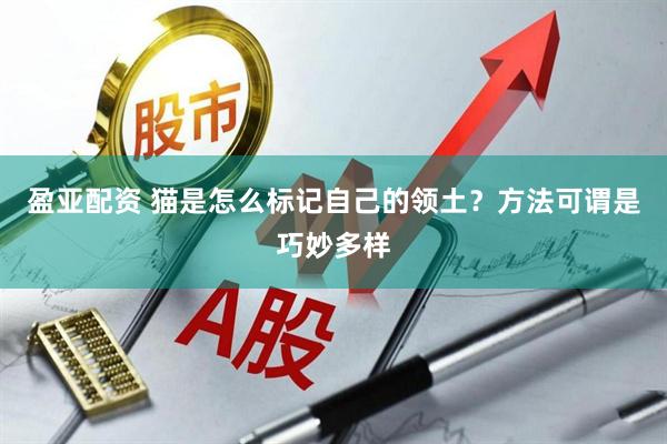 盈亚配资 猫是怎么标记自己的领土？方法可谓是巧妙多样