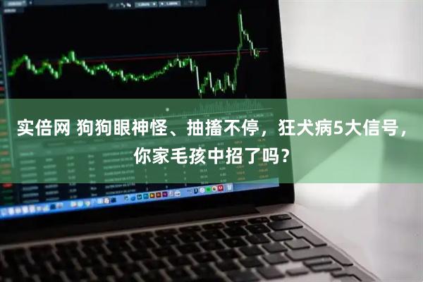 实倍网 狗狗眼神怪、抽搐不停，狂犬病5大信号，你家毛孩中招了吗？